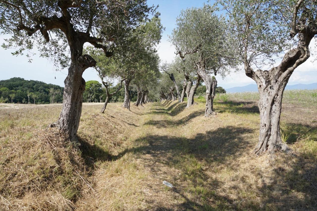 Agriturismo Cheloni Guasticce Экстерьер фото